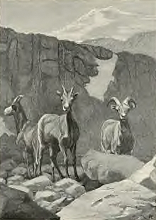 Rams On North Table Mountain